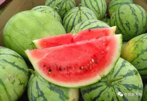 鲜瓜怎么样吃,探索夏日消暑美食的多样吃法