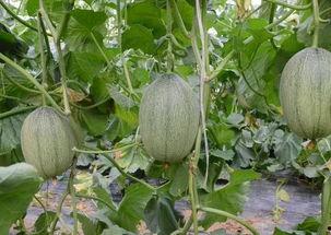 南阳方城吃瓜事件,一场网络热议背后的真相与反思