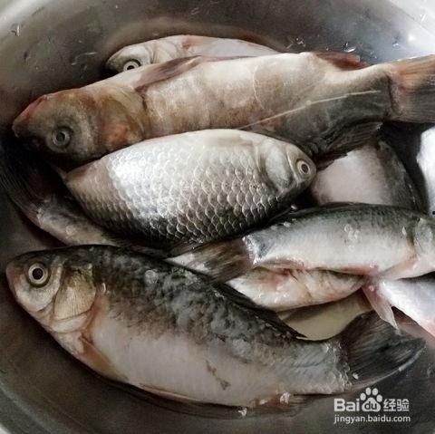 鲫鱼吃白瓜吗,探究鱼儿餐桌上的饮食偏好