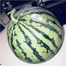 网红吃瓜5,揭秘娱乐圈幕后真相，带你领略明星们的真实生活