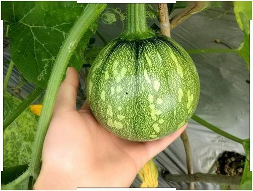 高码头吃瓜,揭秘娱乐圈背后的秘密与真相