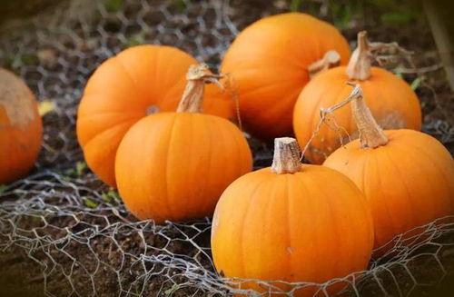 秋天吃八瓜,八瓜盛宴，尽享丰收美味