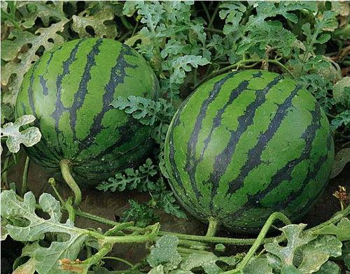 吃瓜氛围怎么描述,揭秘娱乐圈的幕后风云