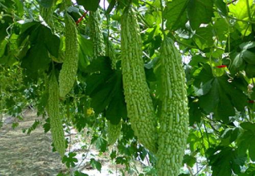 吃瓜消炎吗,揭秘瓜果在消炎中的神奇作用