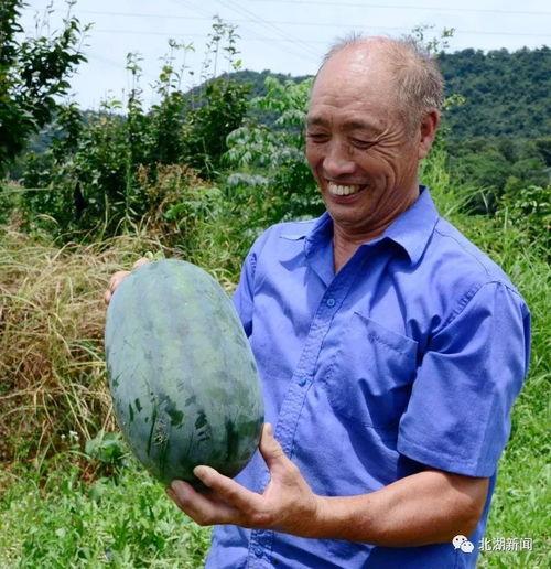 郴州 男子吃瓜事件,郴州男子意外成为“吃瓜群众”事件引发社会热议