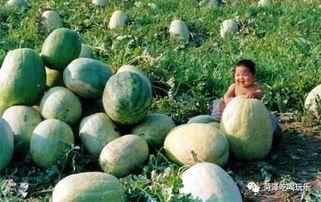 山东吃瓜天台,夏日消暑新风尚