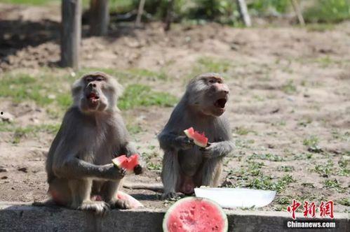 狒狒吃瓜酱,揭秘非洲猴子的独特饮食习惯