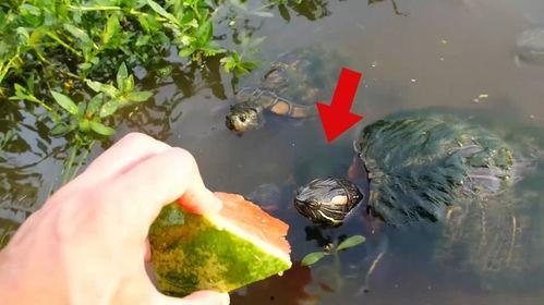 乌龟吃巨瓜,邂逅巨瓜的奇幻之旅