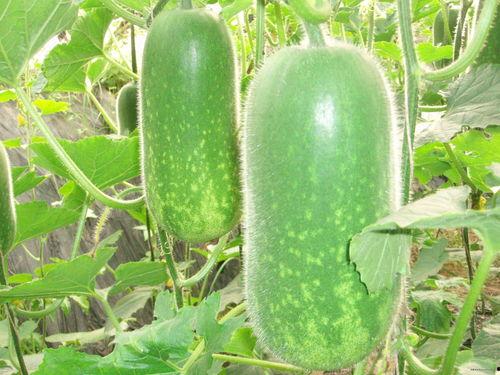 沧玹吃瓜,揭秘娱乐圈背后的那些事儿