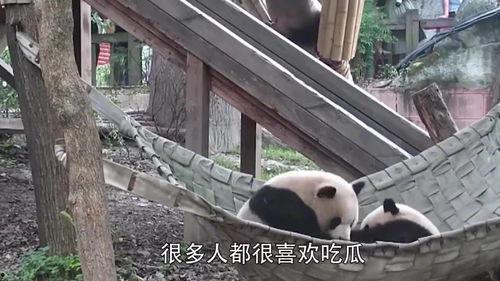 熊猫当起了吃瓜群众,趣味横生观人间百态