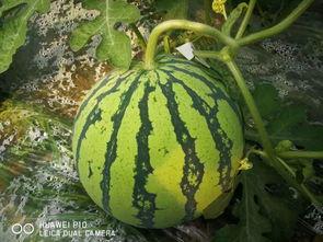 大瓜去哪里吃,揭秘各地特色大瓜风味