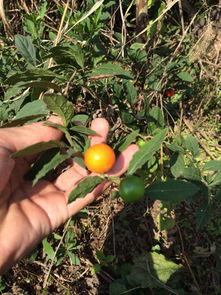 橙色吃瓜小说,揭秘吃瓜小说背后的甜蜜诱惑