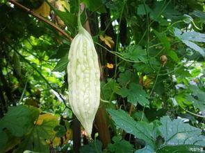 杜杜吃瓜,揭秘娱乐圈幕后故事