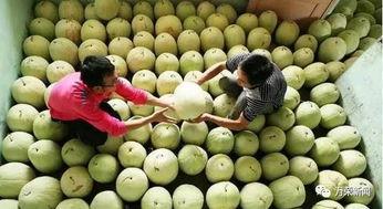 威县三白瓜怎么吃