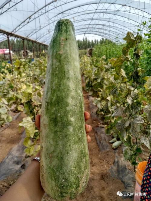 奇葩楼梯带你吃瓜