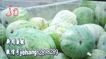 哈尔滨吃瓜老王,揭秘冰城街头美食传奇