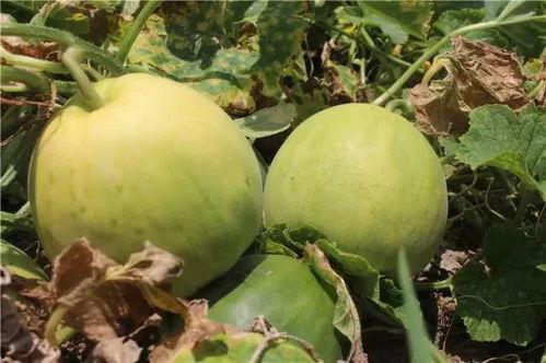 瓜地吃甜瓜,尽享夏日清凉美味