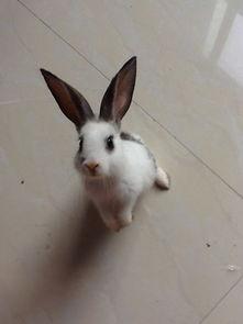 吃瓜兔子爱溜达,一场悠闲的溜达之旅