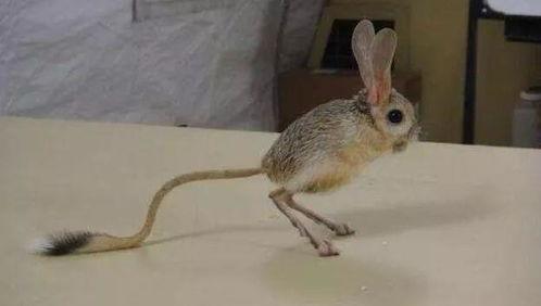 沙漠跳跳鼠吃瓜,跳跳鼠的瓜果盛宴