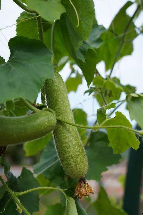 林呱呱吃瓜,揭秘娱乐圈背后的秘密与八卦