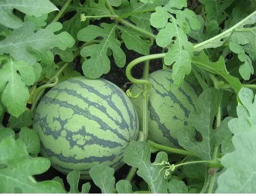 商丘华子哥吃瓜,揭秘网络热传背后的真相